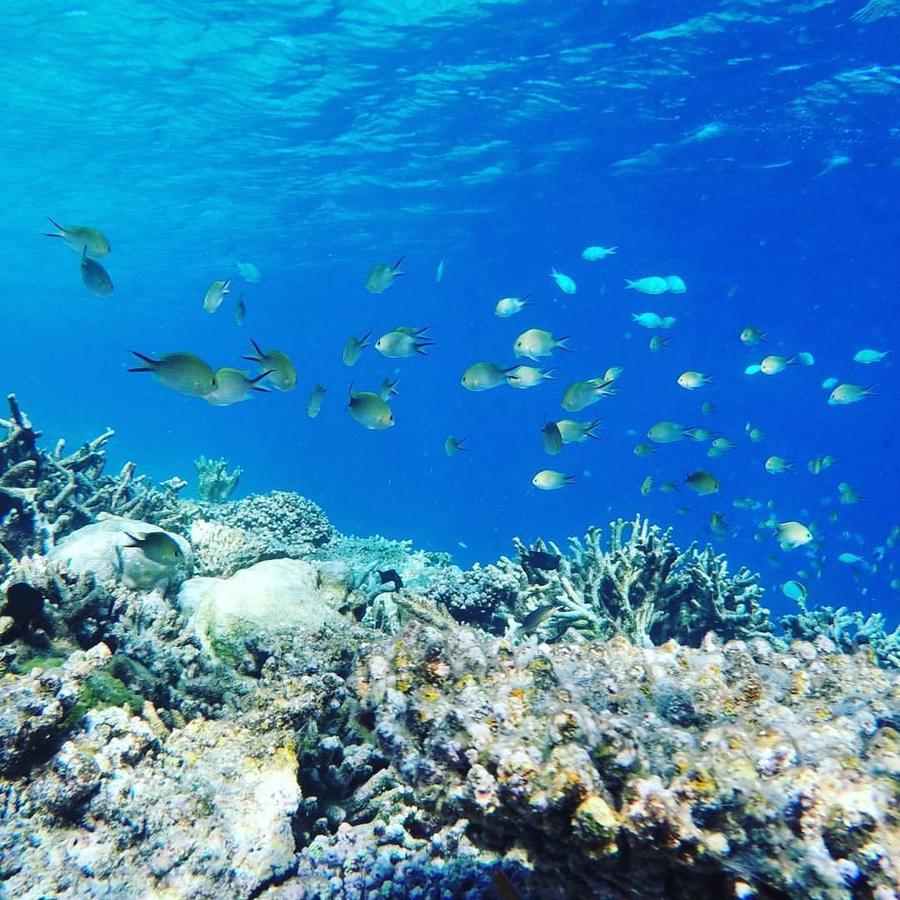 Summer Shade Maldives Dharavandhoo Dış mekan fotoğraf